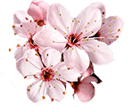 cherry-blossom-transparent-close-cropped